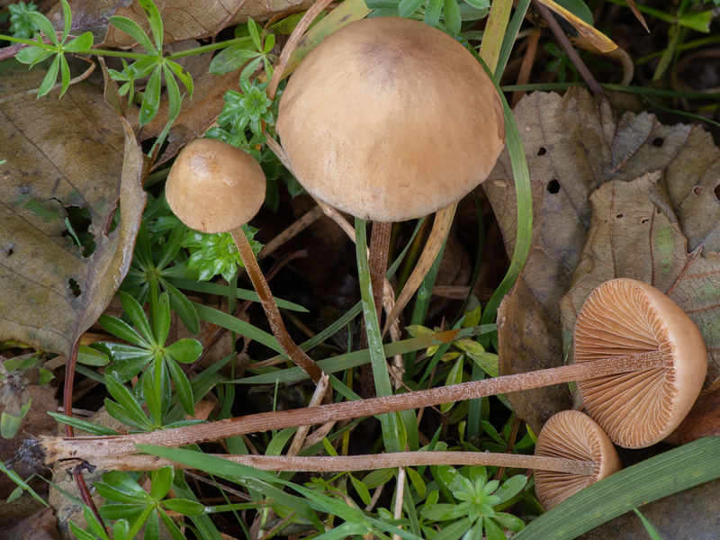 Conocybe subovalis